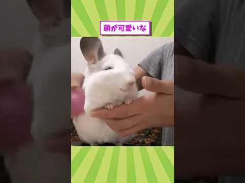 小動物の動画見て癒されたら寝ろwww　#2ch動物スレ #動物 #ハムスター #shorts #2ch