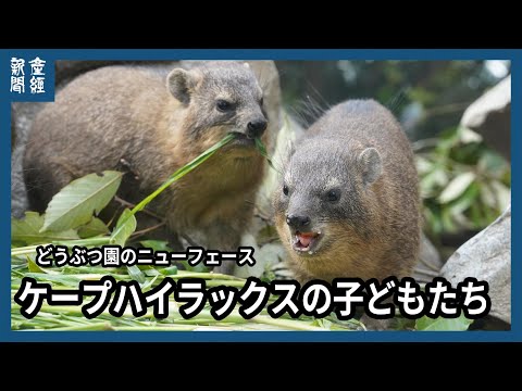 どうぶつ園のニューフェース　ケープハイラックスの子どもたち