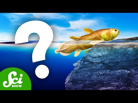 We Can't Find the Most Important Fossils Ever