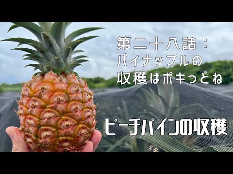 【第二十八話】そんな感じで実がなってるの！？ 〜 ピーチパインの収穫 〜