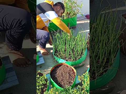 harvesting fresh spring onions from terrace garden #gardening #onion #terracegarden