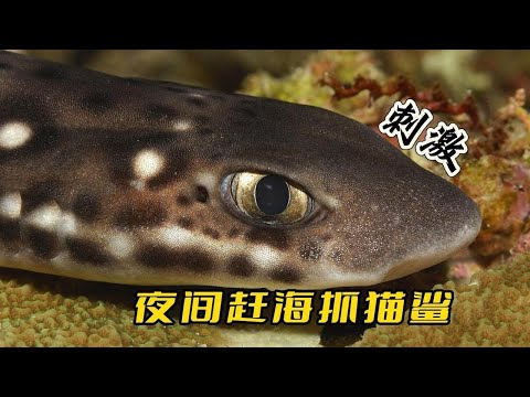 Catch cat sharks in the sea at night, and the harvest is made into Chaoshan delicacies