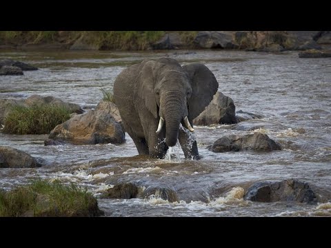 Scientists use new technology and AI to discover animal intelligence