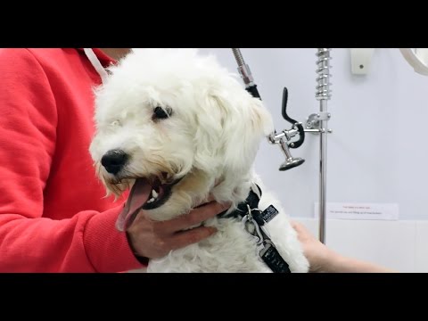 For The Love of Dogs - Episode 6 (Miley)