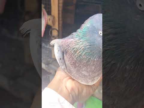 Rampuri Pigeon Nor#kabootar#madrasipigeoninkolkata #viralshorts#antique #viralvideo #madrasipigeon