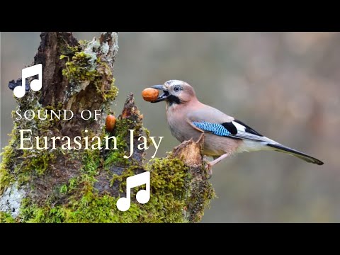 👉 S11 Eurasian Jay ( Garrulus glandarius ) | Gaiță