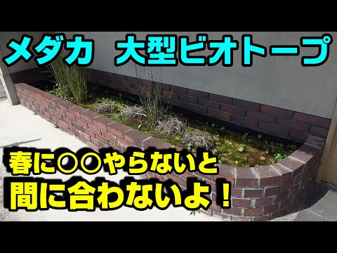 【メダカのビオトープ】これ、春にやっておかないと間に合わないよ！