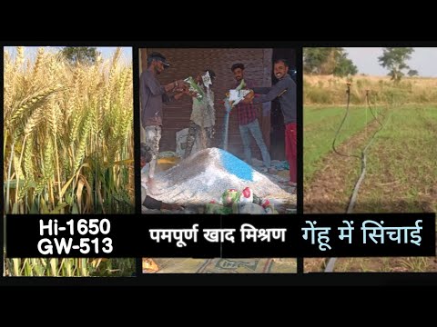 gehu गेहूं Hi-1650 GW513 | 15 kg बीजदर में स्प्रिंगलर सिंचाई | गेहूं में खाद का नया डोज। पूषा ओजस्वी