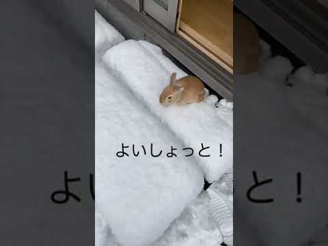 雪で遊ぶウサギと犬