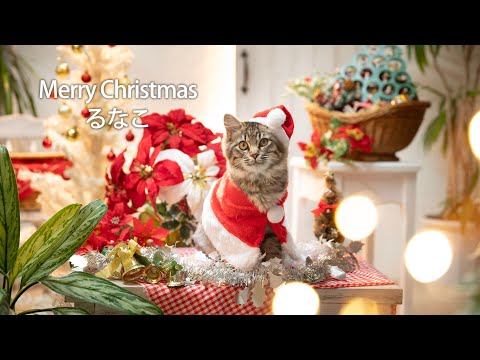 【猫】2024 Merry Christmas  こんなに大きくなりました