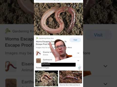 WHAT ARE WORMS?!