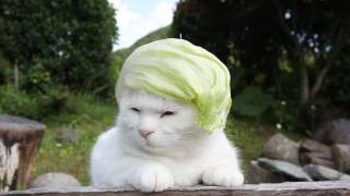 のせ猫 x レタス帽子　160806　Lettuce hat