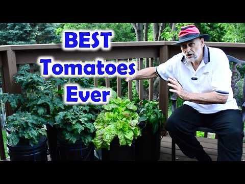 Testing Hydroponics: Kratky vs DWC (deep water culture), on two types of tomatoes