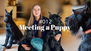 WE GOT A PUPPY | Ep. 12 | Life with Giant Schnauzers - Introducing To Our Adult Dog & First Week