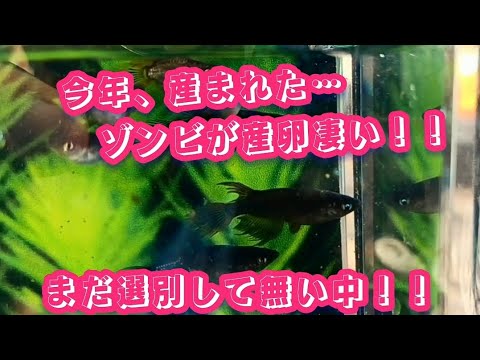 今年、産まれた…ゾンビ🧟🐟が産卵凄い！！まだ選別して無い中！！ #メダカ#めだか #メダカ繁殖 #改良メダカ #メダカ産卵 #メダカ卵 #メダカ飼育 #メダカ愛好家 #メダカ好き #りばてぃちゃんねる