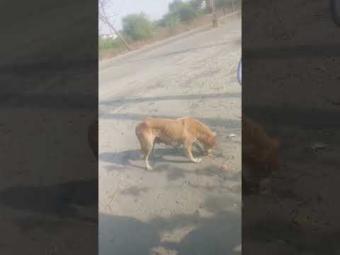 Street dog | ujjain vlogs #puppy #dog #doglover #dogs #love