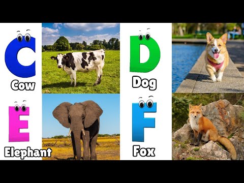 Animals ABC Song | Animals Alphabet Song | Alphabet Letters | Phonics for Kids