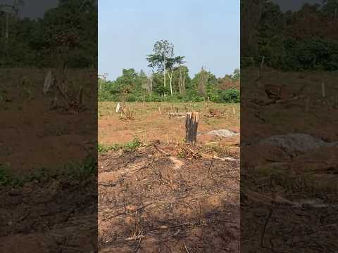 A bushbuck escaped from lot of hunters