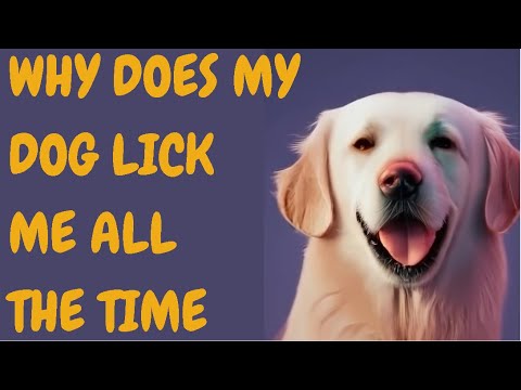 Why Does My Dog Lick Me All The Time