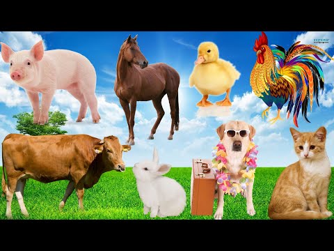 Farm animals: Sheep, Chicken, Cow...Animal sounds: Goat, Dog, Cat, Duck, Goose...