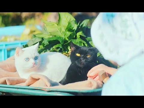 感動で泣けるCM　孤独を癒す猫物語