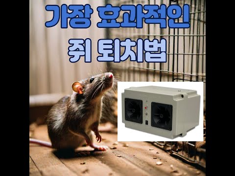 🥴 혐오스럽고 불결한 쥐 문제 해결을 위한 솔루션을 소개해드려요 쥐퇴치