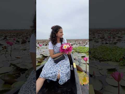 #595 Boating in PINK LAKE of Kerala | Water Lillies in Malarikkal Kottayam