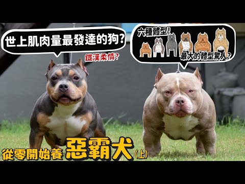 【從零開始養】惡霸犬(上)!世界上肌肉量最發達的狗?六種體型?最大體型驚人上百公斤?最小上不了樓梯?【許伯簡芝】American Bully