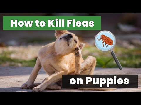 Ultimate Guide: How to Kill Fleas on Puppies for Beginners!