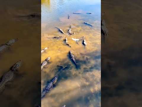 100’s of Alligators! #gatorland #short #youtubeshorts