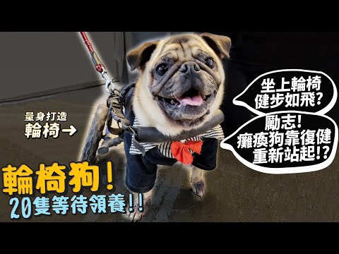 【狗】輪椅狗怎麼生活的?坐上輪椅健步如飛?勵志!癱瘓狗靠復健站起來?輪椅量身打造!?【許伯簡芝】ft.犬山居ft.快車肉乾