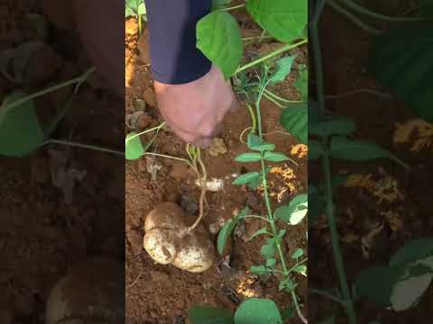 Jicama fruit harvest from farmer - Farming life #jicama #fruit #farming #agriculture #shorts