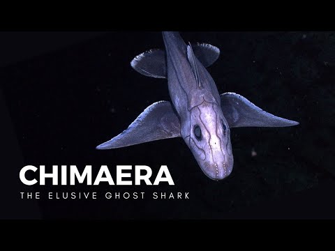 The Mysterious Ghost Shark