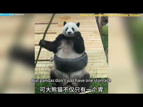 熊猫为什么只生活在四川周边 Why do pandas only live around Sichuan? #panda #cute #funny #redpanda #giantpanda