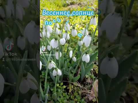 Весны и радости#весна#длятебя #добрыйдень 🌼🌼🌼