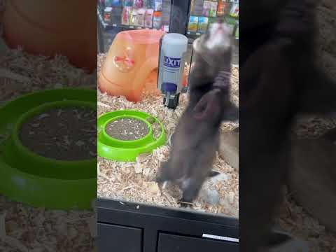 Crazy Ferret at the pet store #cute #pets