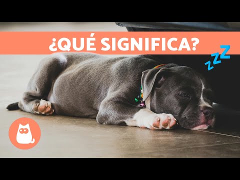 7 POSICIONES de los PERROS al DORMIR y su SIGNIFICADO 🐶💤  ¿Qué Dice Su Posición Al Dormir?