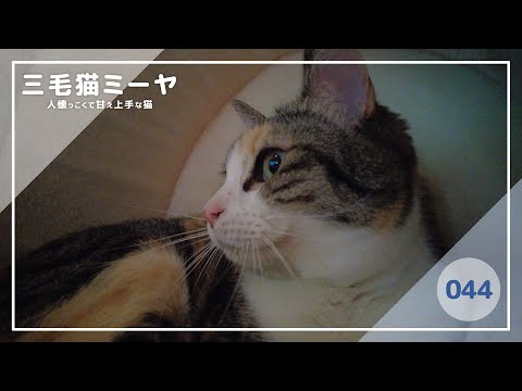 【猫好き必見！癒しの三毛猫動画】遊びたいけどテレビも見たい♪三毛猫ミーヤちゃん