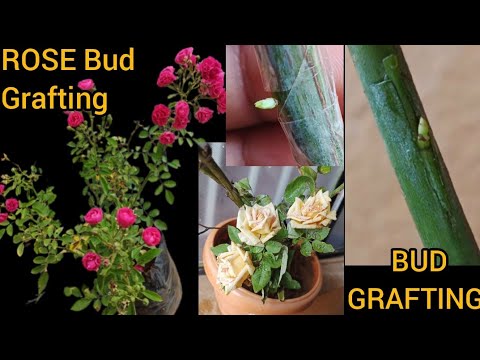 Rose grafting/How to Graft Rose plant inTamil/Rose bud grafting/how to grow Rose plant from cuttings