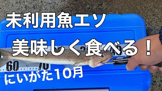 【釣ってさばく】未利用魚のエソを美味しく食べてみた