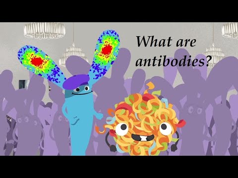 What are antibodies? #immunoglobulin #antibody #antigen #ImmuneSystem