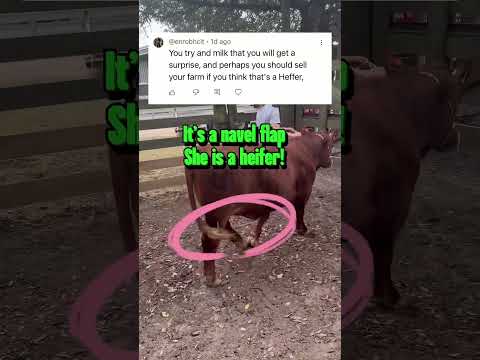 Poor heifer getting misidentified! #cows #heifers #farming #ranching