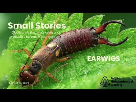 Earwigs: think you know them? Here's how helpful they can be in gardens