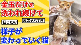 【2ch動物スレ】金玉を数分間洗われ続けておかしくなる猫ｗｗｗｗｗ