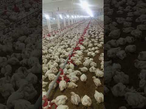 poultry farm #broiler_poultry_farm #henfarminginpakistan #birdslover #broilerchicks #poultryfarming