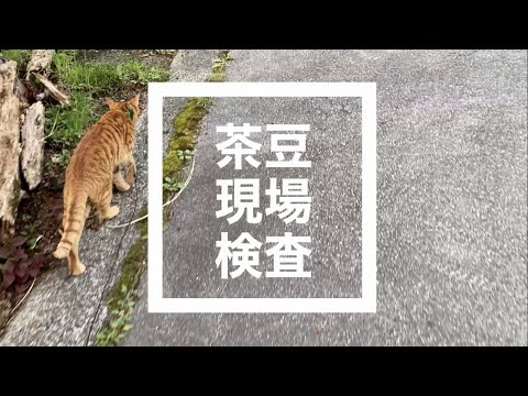 猫の現場検査,現場猫,仕事猫,I邸外構設計の現場が竣工,茶豆目線で厳しく検査,散歩猫.猫動画,no46@bokuchamame​