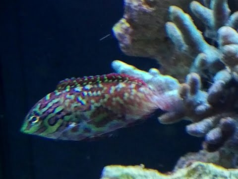 Feeding the Leopard Wrasse (Reef Vlog)