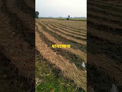 paddyfield😍😘#nature#paddy#village#youtubeshorts#youtubeshort#shorts