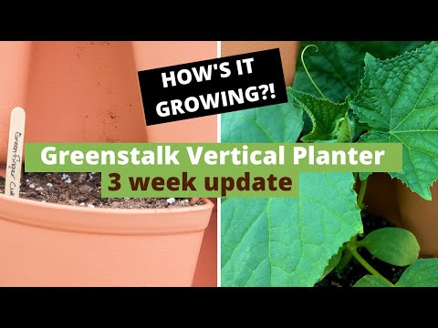 3 Week Greenstalk Vertical Planter Update plus we added new broccoli plants!