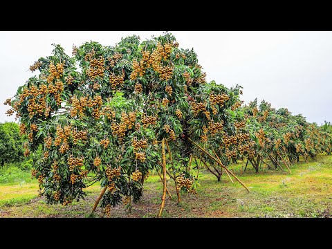 Growing and Harvesting Longan Thousands of Tons in My Village to Sell - Agriculture Technology